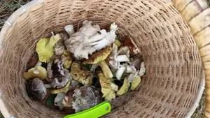 В кировских лесах снова появились грибы и проснулись комары